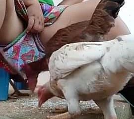 Moet kijken desi Bhabi voeden kip